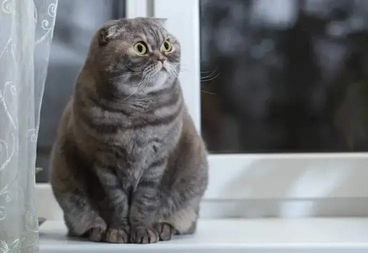 🐈 Учёные выяснили, кто из домашних питомцев чаще страдает ожирением Анализ данных 11 764 животных — пациентов ветеринарных клиник — показал, что лишний вес есть у 34,6% обследован…