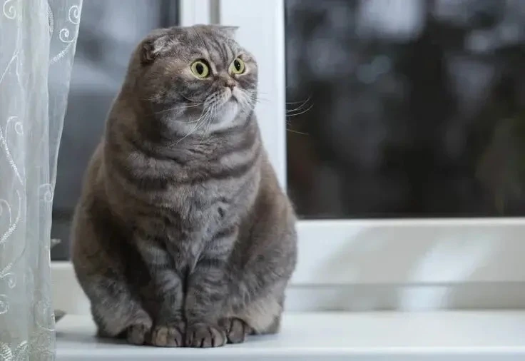 🐈 Учёные выяснили, кто из домашних питомцев чаще страдает ожирением Анализ данных 11 764 животных — пациентов ветеринарных клиник — показал, что лишний вес есть у 34,6% обследован…