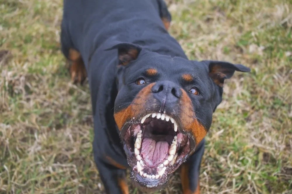 🐕🦺 Выгул собак опасных пород планируют запретить детям до 16 лет и нетрезвым людям Кроме этого, планируется в разы поднять штрафы за самовыгул и загрязнение общественных мест, а …